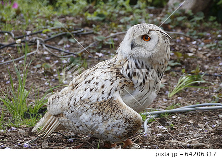 亀戸天神のワシミミズク 64206317