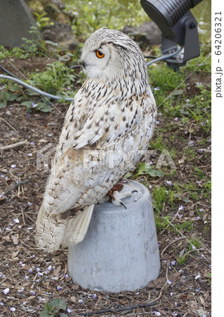 亀戸天神のワシミミズク 64206321