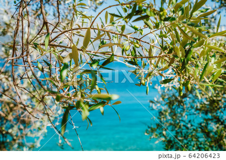 Olive tree branches with blue sea in the background Olive tree branches with blue sea in the background 64206423