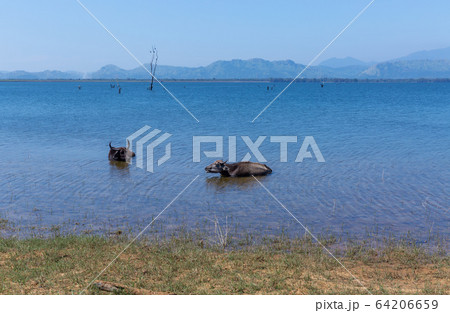 Wild buffaloes escape from the heat in the lake in Udawalawe National Park Wild buffaloes escape from the heat in the lake in Udawalawe National Park 64206659