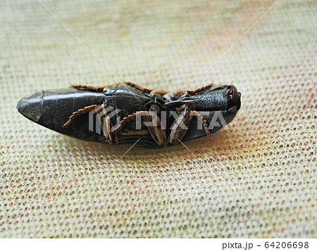 Black Click Beetle underside view from macro mode. Black Click Beetle underside view from macro mode. 64206698