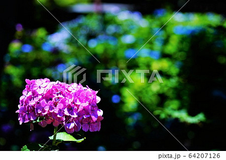 アジサイ３２ 64207126