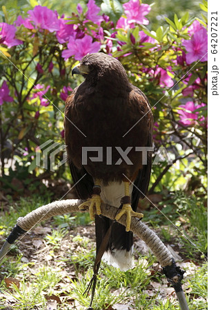 亀戸天神の鷹（ハリスホーク） 64207221