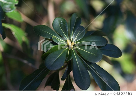 トベラ トベラ 64207465