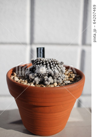 サボテン コピアポアテヌイシマ　テヌイシマ 64207469