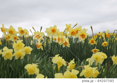 スイセンガーデン 64207585