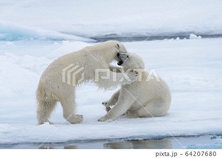Two young wild polar bear cubs playing on pack ice in Arctic sea, north of Svalbard Two young wild polar bear cubs playing on pack ice in Arctic sea, north of Svalbard 64207680