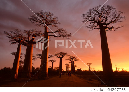 バオバブ街道のサンライズ バオバブ街道のサンライズ 64207723