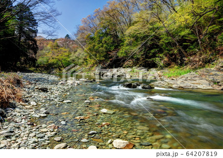 早春の嵐山渓谷 64207819