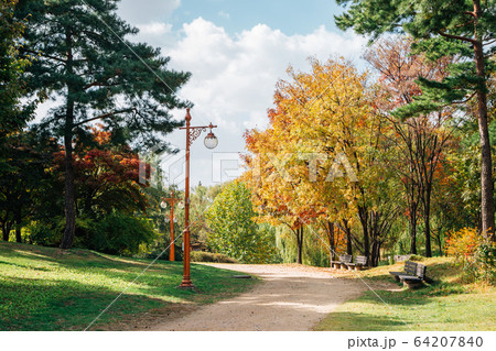World Cup Park, Pyeonghwa park at autumn in Seoul, Korea 64207840