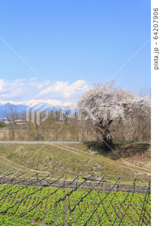 安曇野の春　穂高川わさび園 64207906