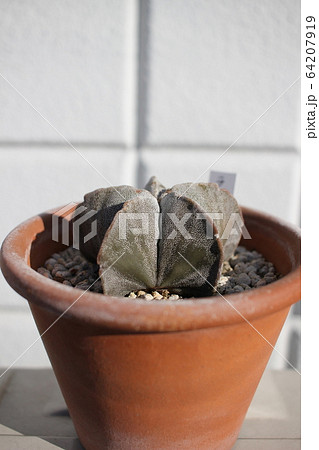 サボテン ランポー玉 サボテン ランポー玉 64207919