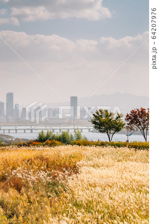 Autumn dry reeds field and Yeouido city panorama view at Sky park in Seoul, Korea Autumn dry reeds field and Yeouido city panorama view at Sky park in Seoul, Korea 64207976