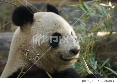 ジャイアントパンダ19 ジャイアントパンダ19 64208003