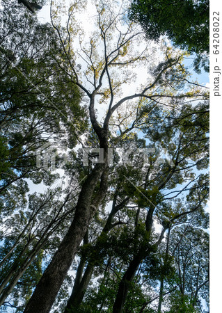 クスノキを見上げる 64208022