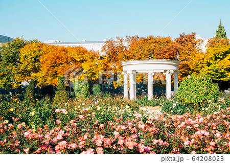 Olympic park rose square at autumn in Seoul, Korea 64208023