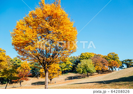 Yellow autumn maple trees at Olympic park in Seoul, Korea Yellow autumn maple trees at Olympic park in Seoul, Korea 64208026