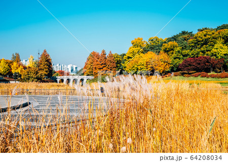 Olympic park, autumn maple and reed field in Seoul, Korea Olympic park, autumn maple and reed field in Seoul, Korea 64208034