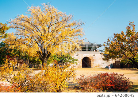 Gyeongbokgung Palace with autumn ginkgo tree in Seoul, Korea Gyeongbokgung Palace with autumn ginkgo tree in Seoul, Korea 64208045