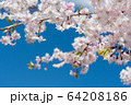 サクラと青空 64208186