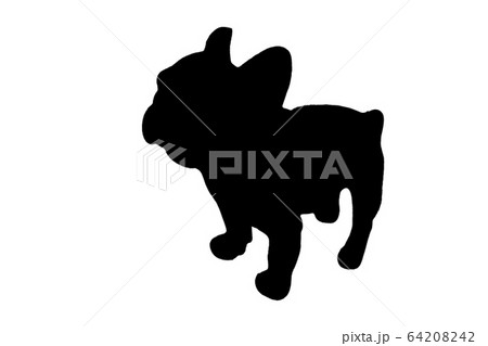 Puppy Black French bulldog standing and looking away , isolated on white 64208242