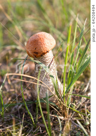 Eateble Boletus. Brown cap boletus in grass  64208494