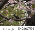 満開の桜と竹林の中を逃げるタイワンリス 64208754