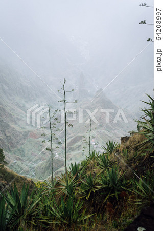 Cape Verde. Moody yucca plants with desolate rocky mountain background in Xo-xo valley in Santo Antao island 64208997