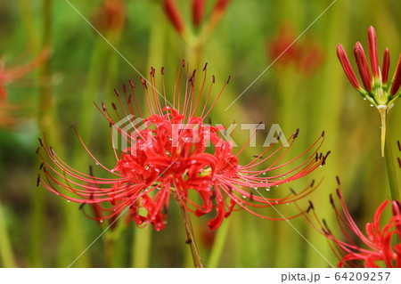彼岸花 64209257