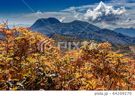 火打山稜線のナナカマドの紅葉と妙高山の眺め 64209270