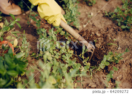 Beautiful woman in a summer field 64209272