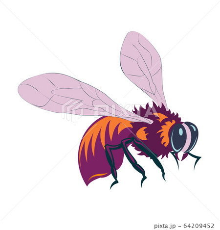 Vector illustration of honey bee on white 64209452