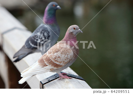 鳩 鳩 64209551