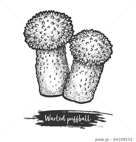 Common or warted puffball sketch. Mushroom vector Common or warted puffball sketch. Mushroom vector 64209552