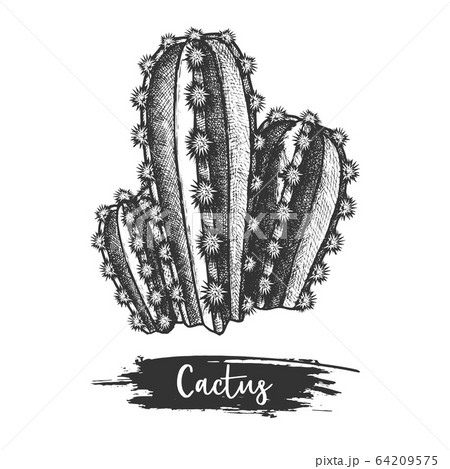 Sketch of cactus or hand drawn desert plant Sketch of cactus or hand drawn desert plant 64209575