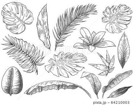 Learn How to Draw Fern Leaves (Plants) Step by Step : Drawing Tutorials