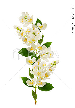Twigs of Jasmine flowers 64210188