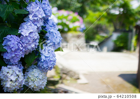 奈良県長谷寺の紫陽花 64210508