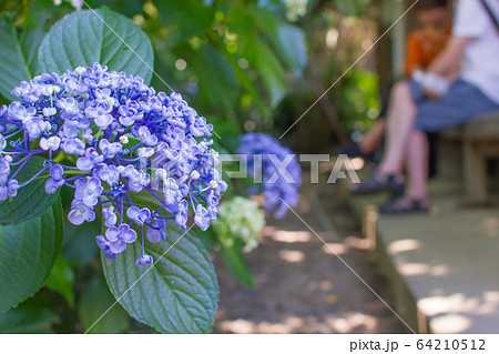 奈良県長谷寺の紫陽花 64210512