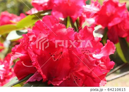 しゃくなげ 64210615