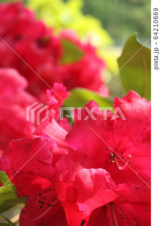 しゃくなげ しゃくなげ 64210669