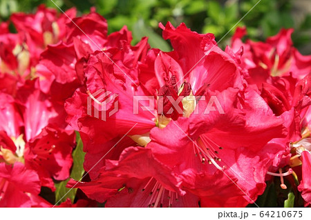 しゃくなげ しゃくなげ 64210675