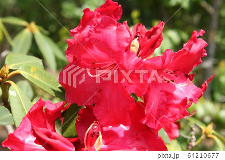 しゃくなげ 64210677