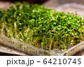 fresh young green microgreen closeup 64210745