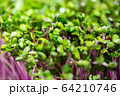 fresh young green microgreen closeup 64210746