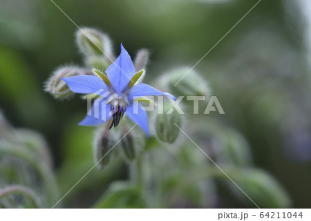 花 フラワー お花 64211044