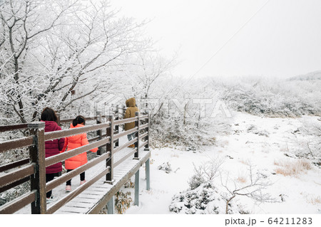 Snowy winter Hallasan mountain 1100 highland in Jeju Island, Korea 64211283