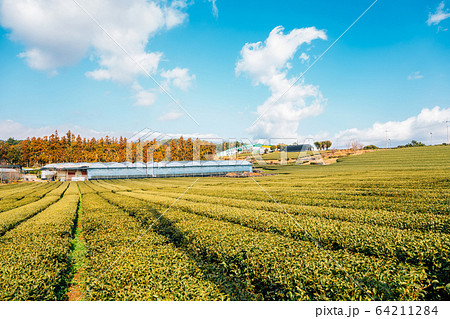 Green tea field in Jeju Island, Korea 64211284