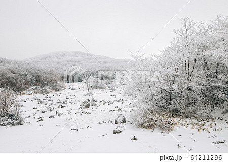Snowy winter Hallasan mountain 1100 highland in Jeju Island, Korea 64211296