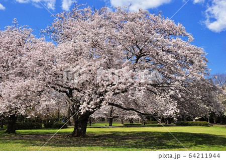 神奈川県藤沢市　大庭城址公園の満開桜 64211944